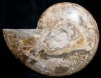Beautiful Choffaticeras Ammonite - Half #8730-2